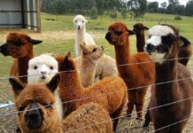 Самые интересные фермы Альберты