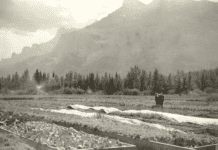 Как овощная ферма Sun Greenhouse Company более 40 лет кормила Альберту