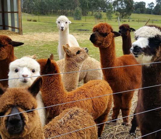 The Most Fascinating Farms in Alberta