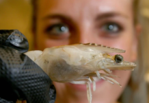 Waterford Farms: The Story of a Shrimp Farm in Alberta