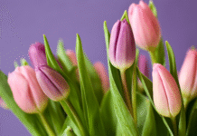 Tulip Bouquets: A Symbol of Spring, Grace, and Affection