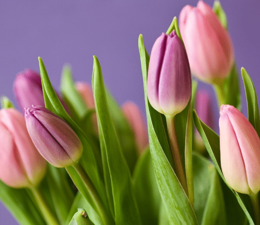 Tulip Bouquets: A Symbol of Spring, Grace, and Affection