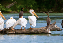 Calgary’s Hidden Gems: The Inglewood Bird Sanctuary