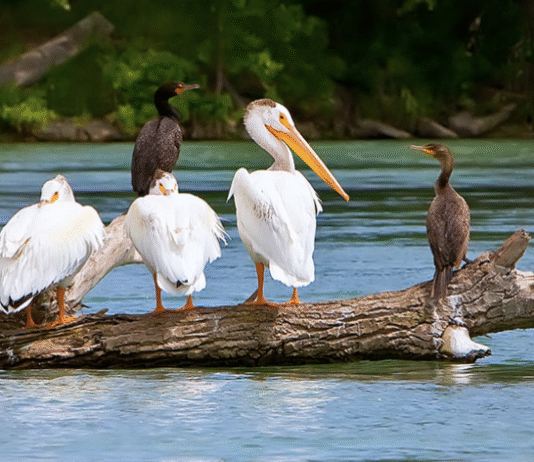 Calgary’s Hidden Gems: The Inglewood Bird Sanctuary