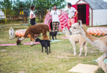 Cobb’s Adventure Park у Калгарі