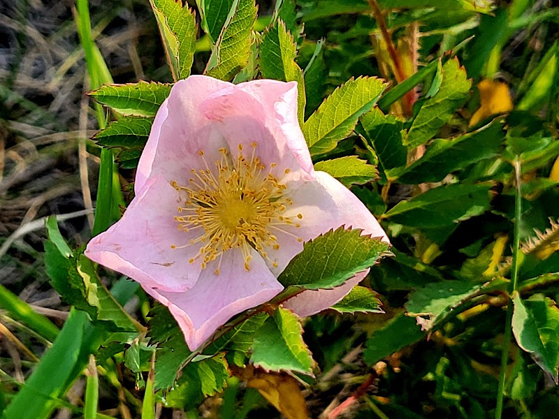 Nose Hill Park