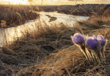 Calgary’s Green Spaces: Which Plants Survive in the City and Where Did They Come From?