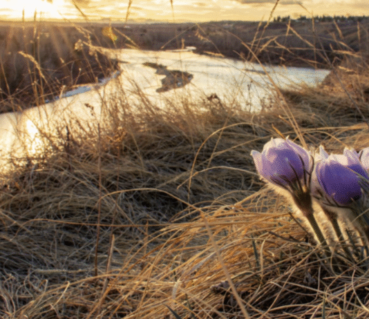Calgary’s Green Spaces: Which Plants Survive in the City and Where Did They Come From?